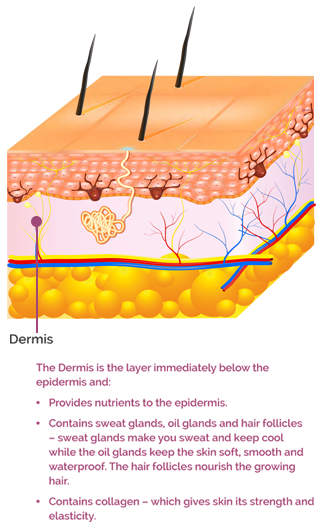 The Dermis skin later text mobile version