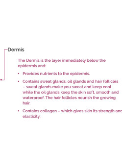 The Dermis Skin layer text