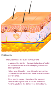 The Epidermis skin later text mobile version