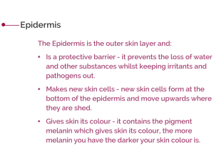 What is the Epidermis text