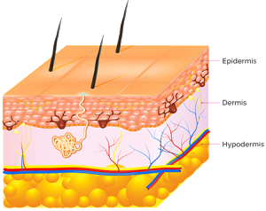 The three layers of skin