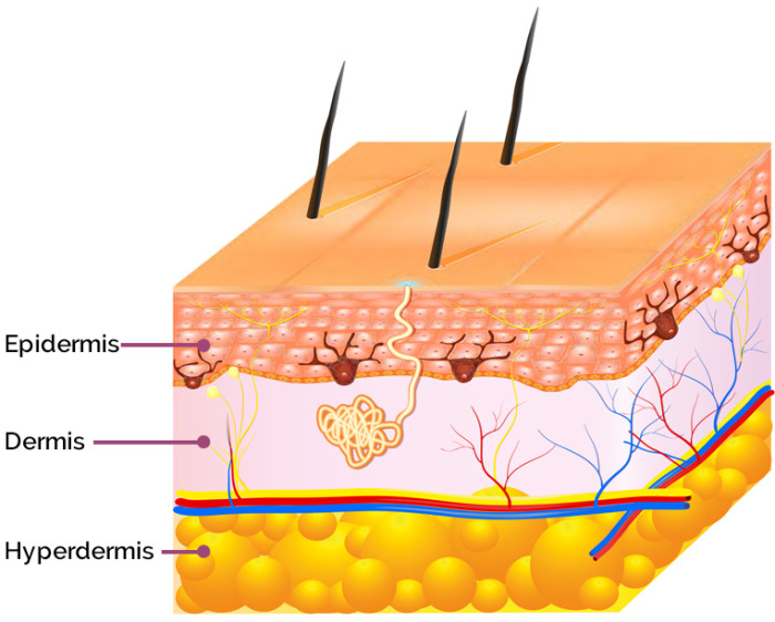 AproDerm_Epidermis_main | AproDerm