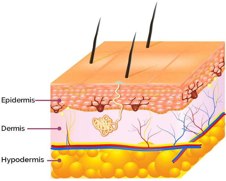 AproDerm Epidermis text