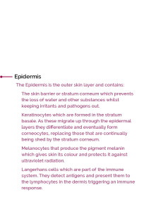 Epidermis text